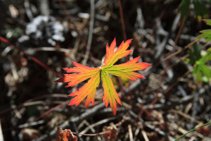 Look for interesting leaves and other iconic fall details