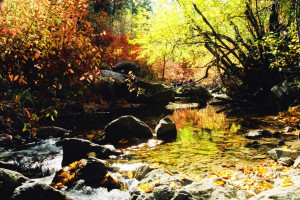 Back lighting makes your fall colors appear even more vivid